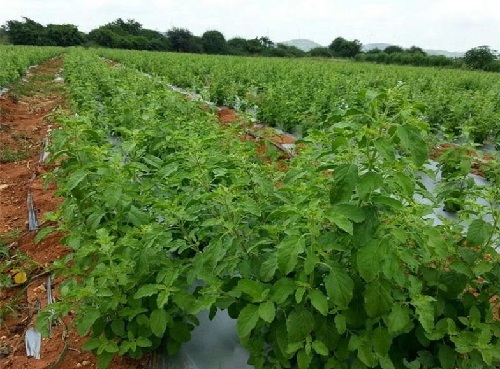 Sapne Me Tulsi Ke Bahot Sare Podhe Dekhna सपनें में तुलसी के बहुत सारे पौधे देखना
