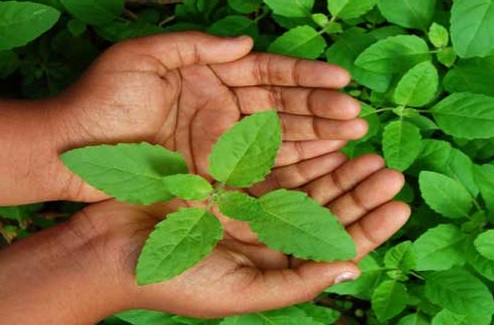 Sapne Me Tulsi Ke Patte Dekhna सपनें में तुलसी के पत्ते खाना