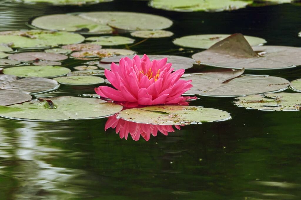 Seeing a Lotus in Lake In Dreams