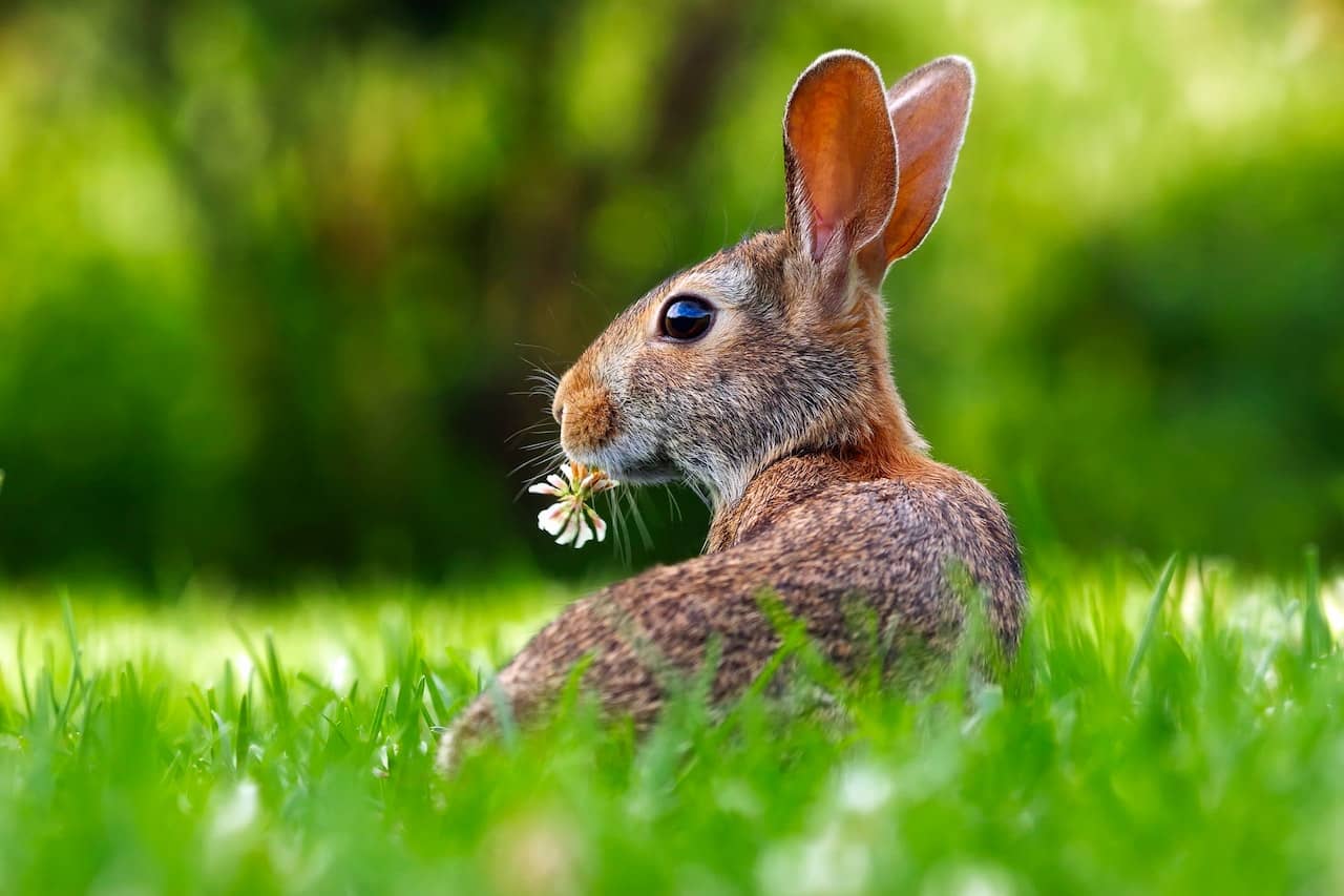 rabbit-dream-meaning-interpretation-hare-bunny-dreams