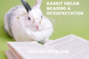 Rabbit Dream Meaning Interpretation Feature