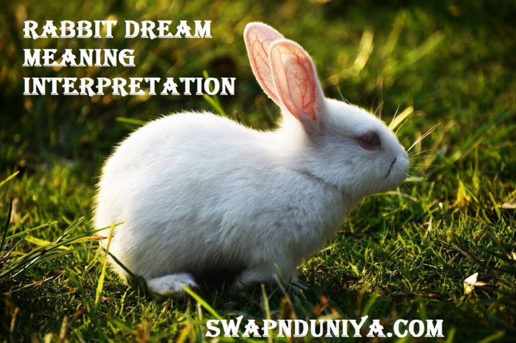 Rabbit Dream Meaning Interpretation Hare Bunny Dreams