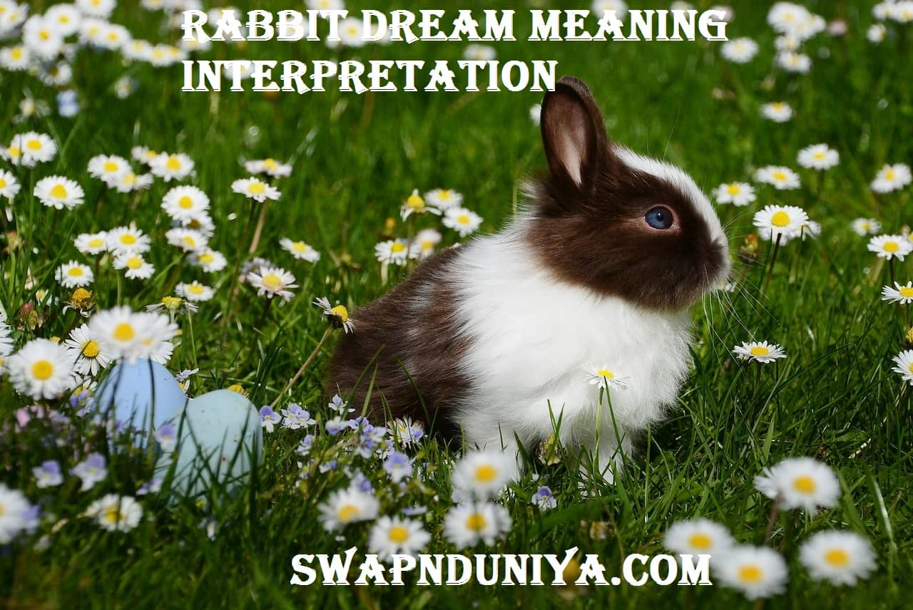 Rabbit Dream Meaning Interpretation Hare Bunny Dreams