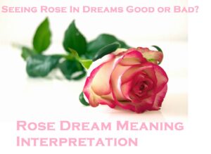 Rose Dream Meaning Interpretation