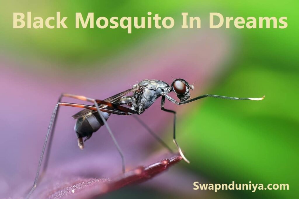 Black Mosquito In Dreams