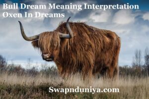 Bull Dream Meaning Interpretation Oxen In Dreams