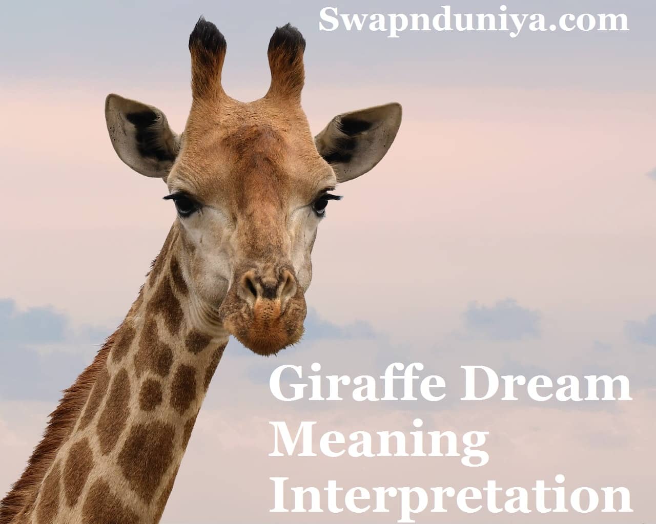 Giraffe Dream Meaning Interpretation