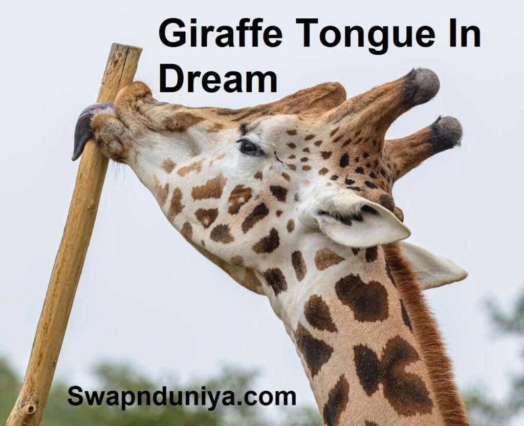 Giraffe Tongue In Dream