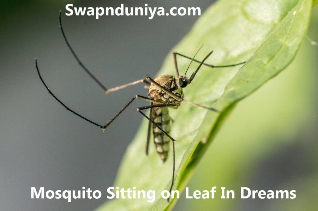 Mosquito Sitting on Leaf In Dreams