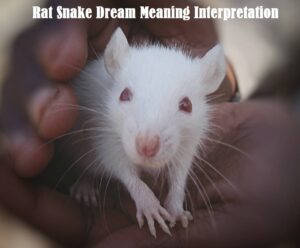 Rat Snake Dream Meaning Interpretation