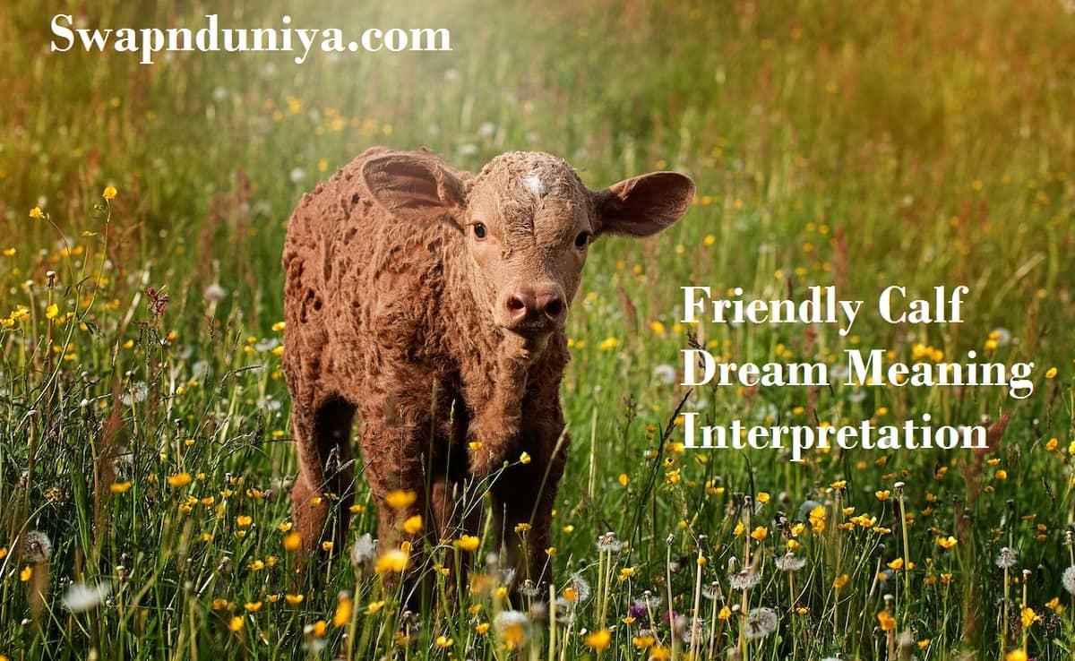 Friendly Calf Dream Meaning Interpretation