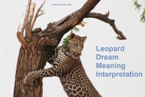 Leopard Dream Meaning Interpretations