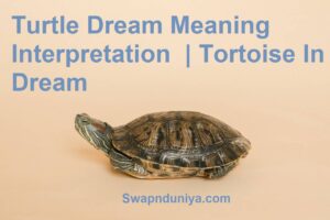 Turtle Dream Meaning Interpretation Tortoise In Dream