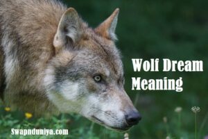 Wolf Dream Meaning Interpretation 