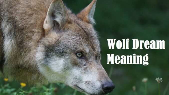 Wolf Dream Meaning Interpretation