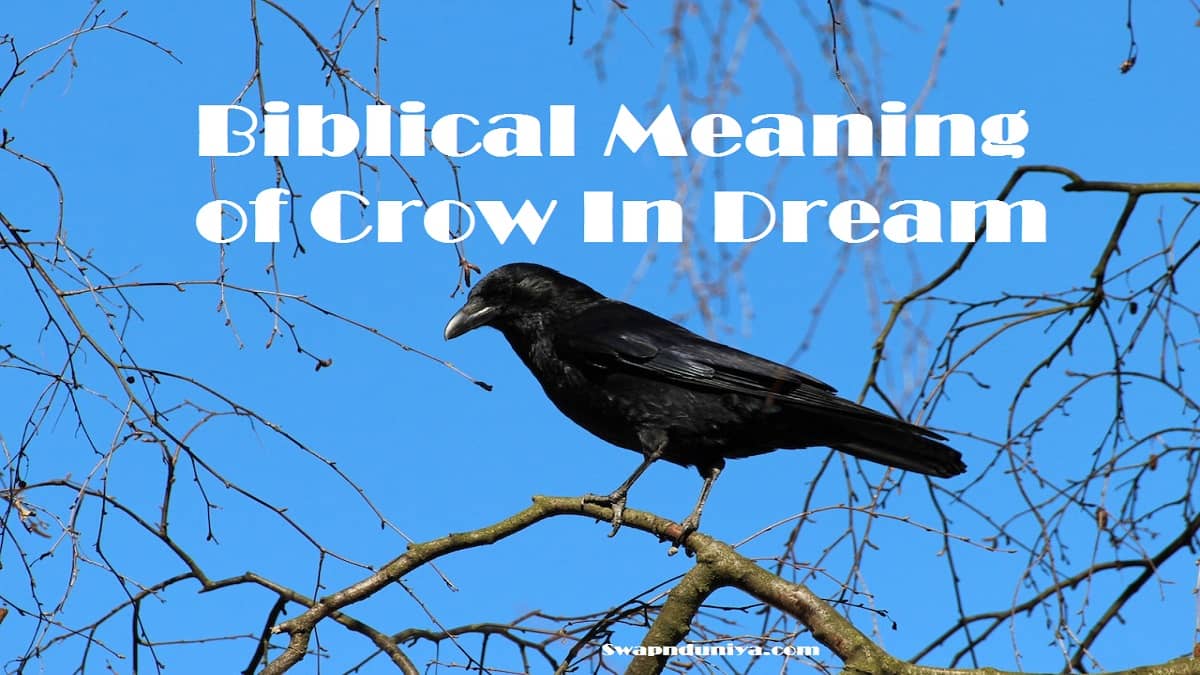 biblical-meaning-of-crow-in-dream