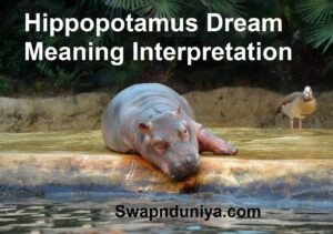 Hippopotamus Dream Meaning Interpretation