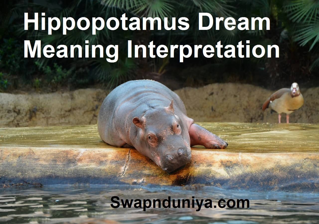 Hippopotamus Dream Meaning Interpretation | Hippo In Dreams