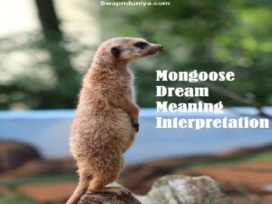 Mongoose Dream Meaning Interpretation