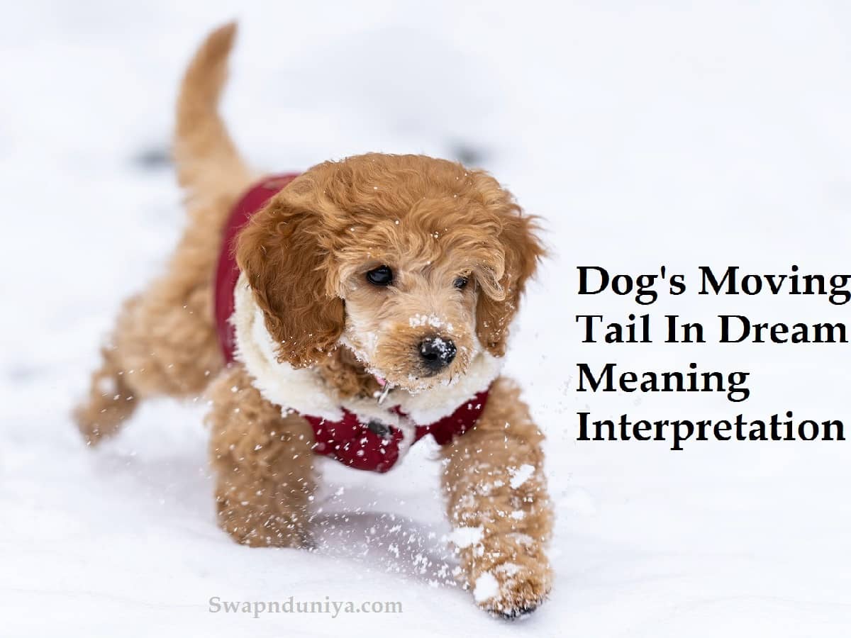 Dog's Moving Tail In Dream Meaning Interpretation