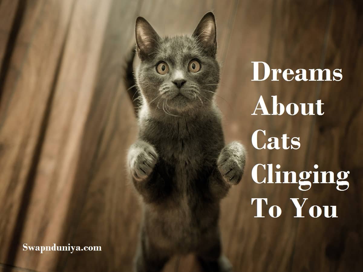 Dreams About Cats Clinging To You