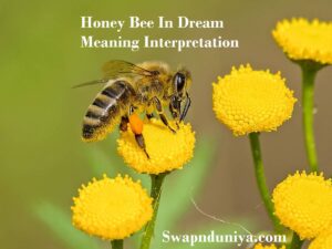 Honey Bee In Dream Meaning Interpretation