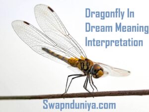 Dragonfly In Dream Meaning Interpretation