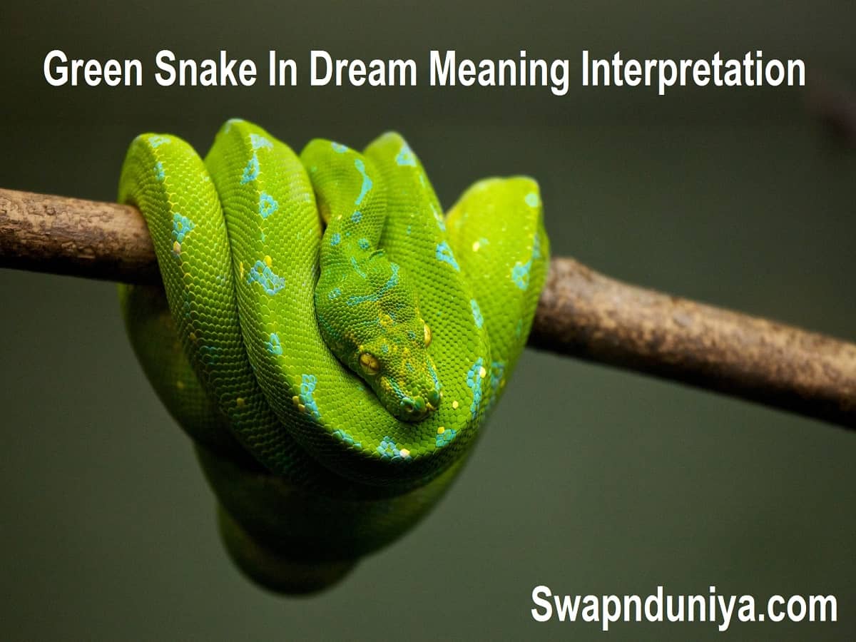 meanings-and-interpretations-of-snakes-in-dreams-exemplore