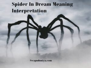Spider In Dream Meaning Interpretation