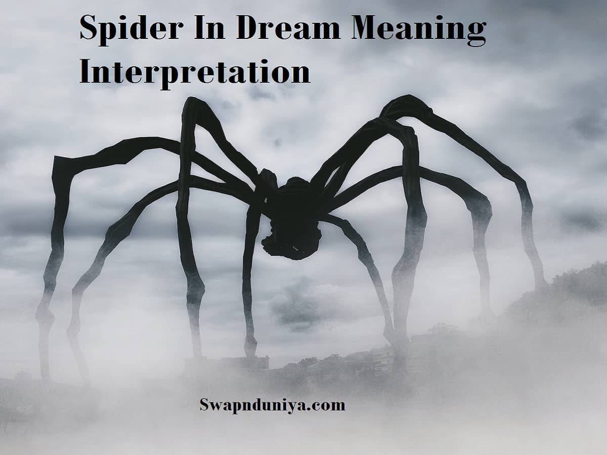 spider-in-dream-meaning-interpretation