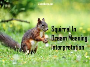 Squirrel In Dream Meaning Interpretation