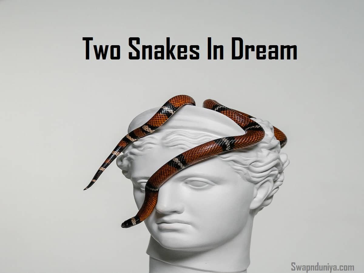 two-snakes-in-dream-meaning-interpretation