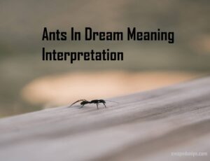 Ants In Dream Meaning Interpretation 