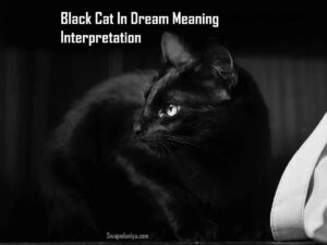Black Cat In Dream Meaning Interpretation