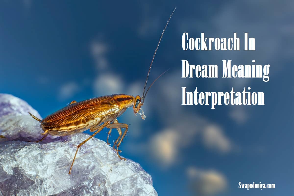 cockroach-in-dream-meaning-interpretation