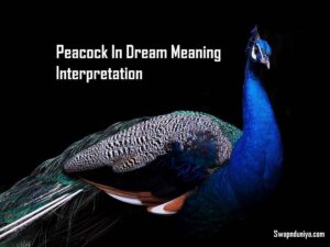 Peacock In Dream Meaning Interpretation