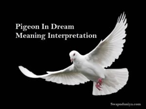 Pigeon In Dream Meaning Interpretation