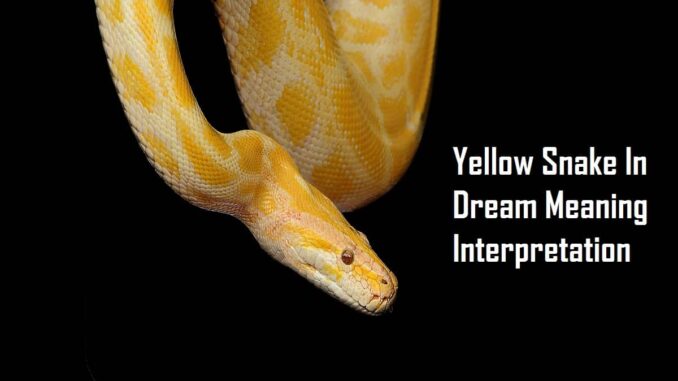 yellow-snake-in-dream-meaning-interpretation