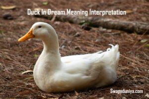 Duck In Dream Meaning Interpretation