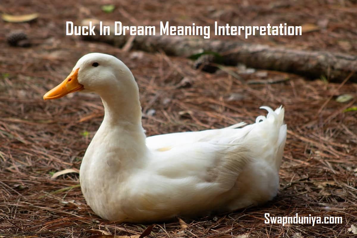 white-duck-spiritual-meaning-and-symbolism-9-omens