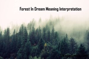 Forest In Dream Meaning Interpretation