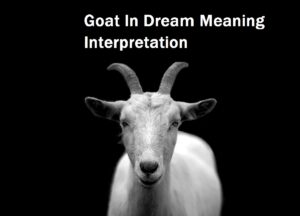 Goat In Dream Meaning Interpretation