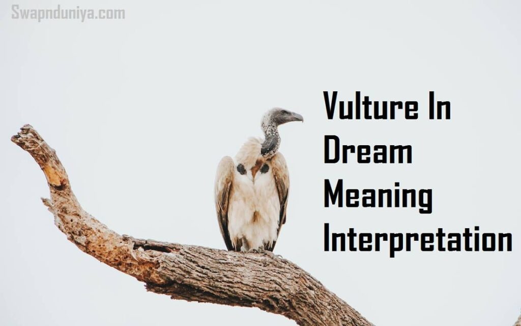 Vulture In Dream Meaning Interpretation