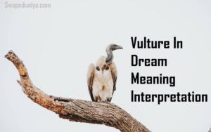 Vulture In Dream Meaning Interpretation