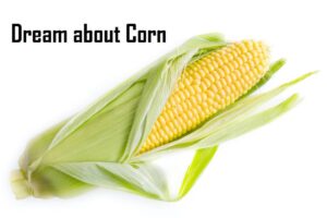 Corn In Dream Meaning Interpretation