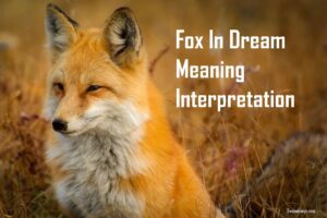 Fox In Dream Meaning Interpretation