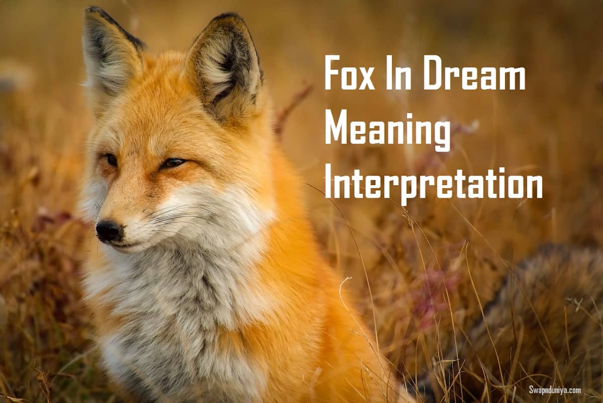 Spiritual Meaning Of A Red Fox In Dream