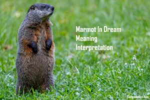 Marmot In Dream Meaning Interpretation