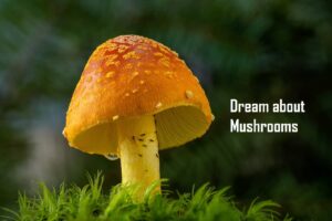 Mushroom In Dream Meaning Interpretation