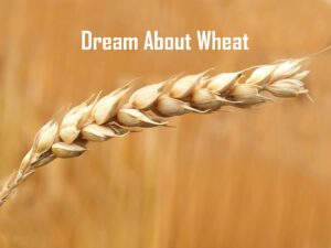 Wheat In Dream Meaning Interpretation